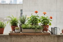 Оаза в бетоні: як створити повноцінний сад на підвіконні чи балконі