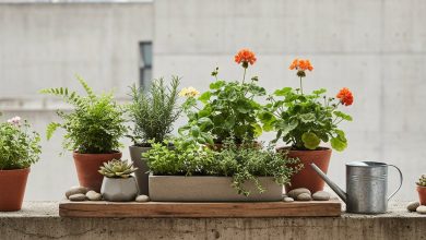 Оаза в бетоні: як створити повноцінний сад на підвіконні чи балконі